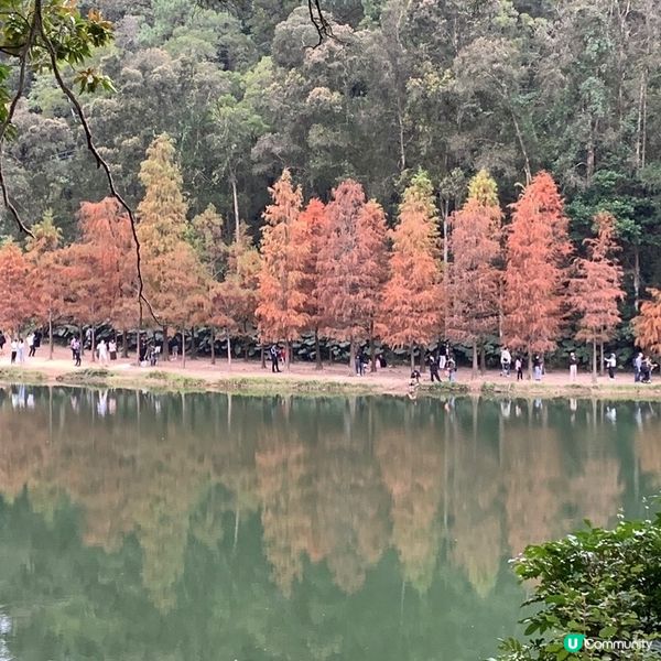 簡易賞紅葉🍁路線第二回，今次去到有「天空之鏡」和「港版輕井澤...
