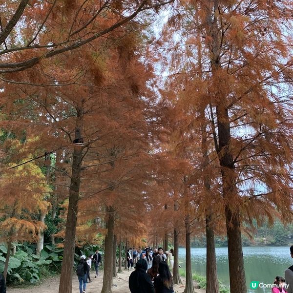 簡易賞紅葉🍁路線第二回，今次去到有「天空之鏡」和「港版輕井澤...