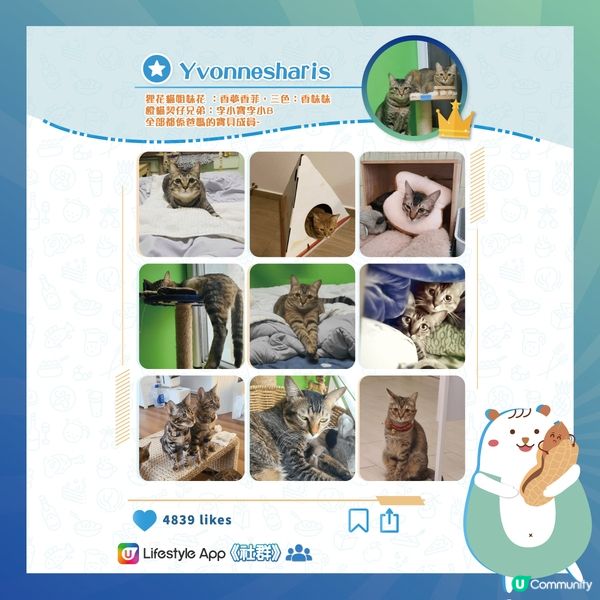 【貓奴必睇】超治癒貓貓合集🐱！＞立即關注＜ 