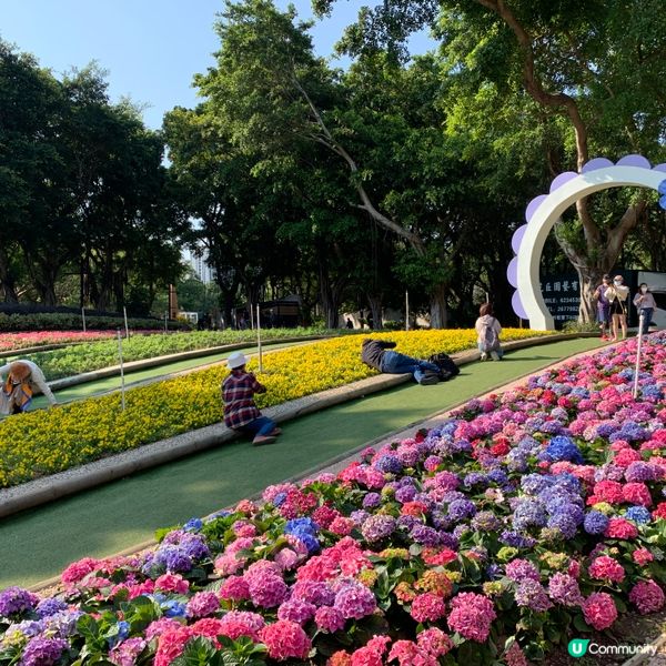春暖花開，繼楓葉、櫻花盛開後，今次輪到繡球花了。大埔海濱公園...