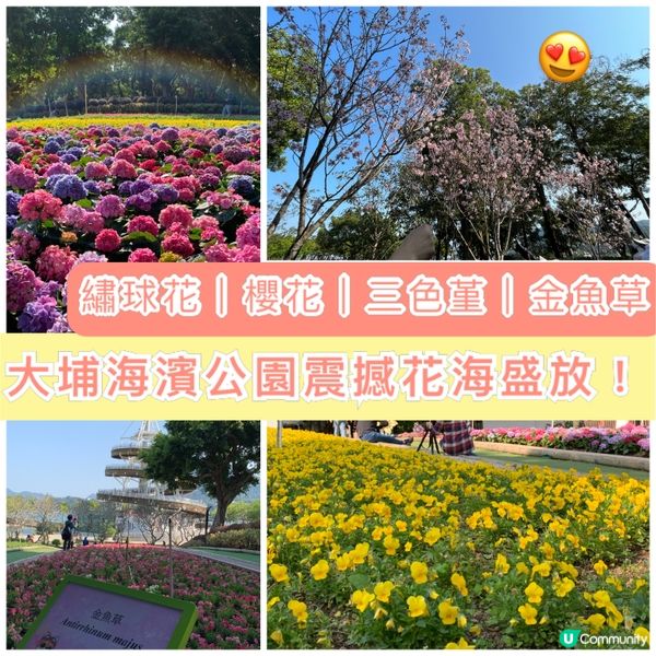 春暖花開，繼楓葉、櫻花盛開後，今次輪到繡球花了。大埔海濱公園...