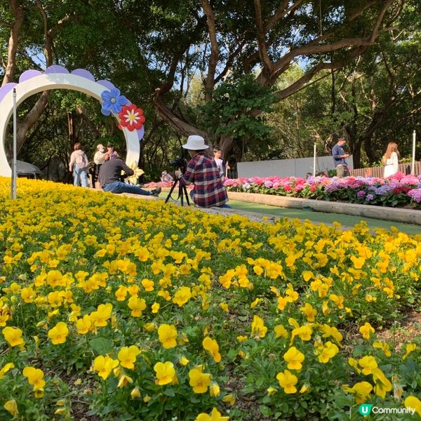 春暖花開，繼楓葉、櫻花盛開後，今次輪到繡球花了。大埔海濱公園...