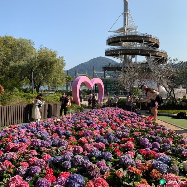 春暖花開，繼楓葉、櫻花盛開後，今次輪到繡球花了。大埔海濱公園...