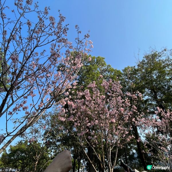 春暖花開，繼楓葉、櫻花盛開後，今次輪到繡球花了。大埔海濱公園...