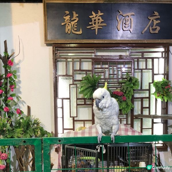 🍽️龍華酒店 (下禾輋村) Lung Wah Hotel (...