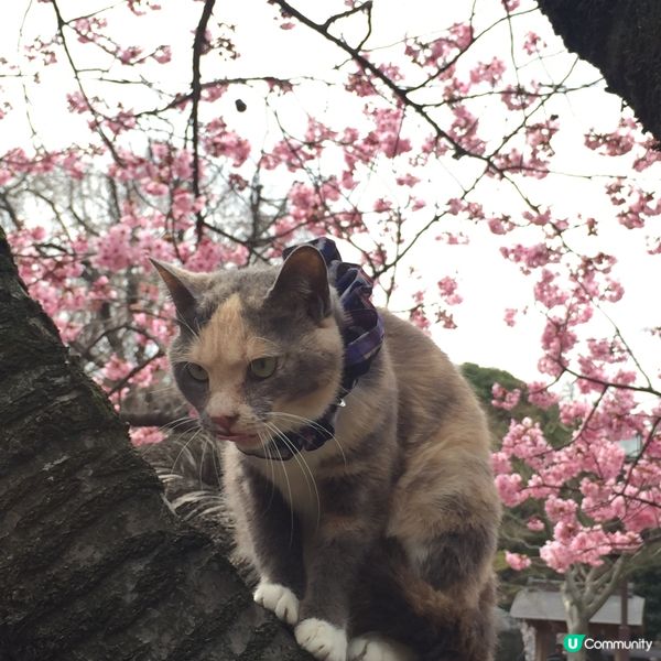 櫻花與花貓