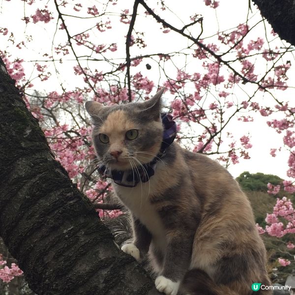 櫻花與花貓