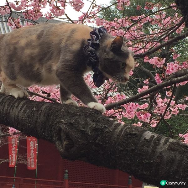 櫻花與花貓