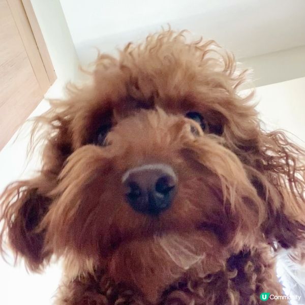 被小狗叫醒嘅早上視覺