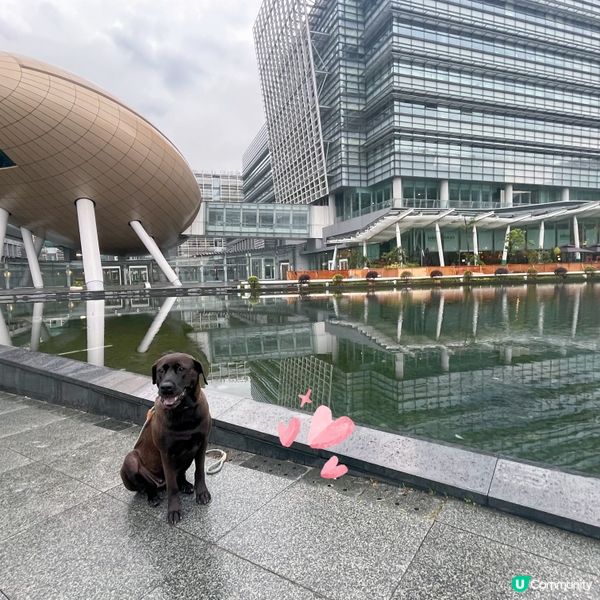 科學園狗狗友善餐廳推介‼️Tom Bar & Grill