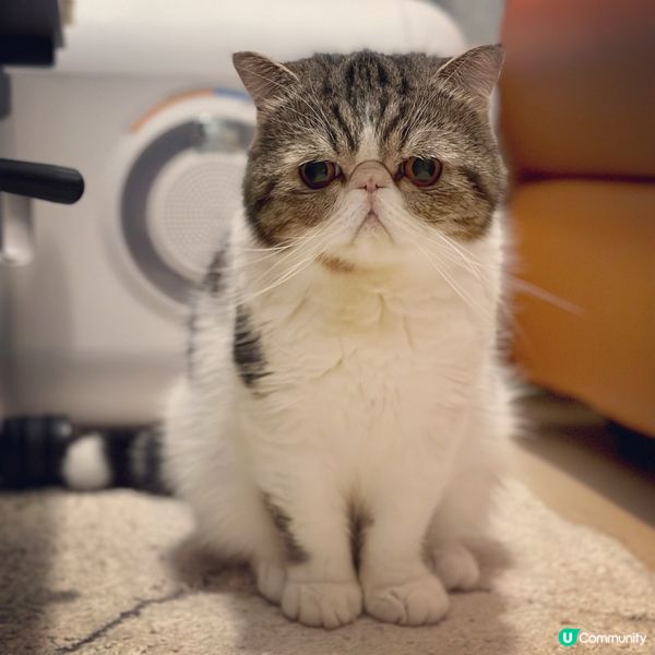 今日咁熱都要返工架咩？不如留喺屋企嘆冷氣啦🤭