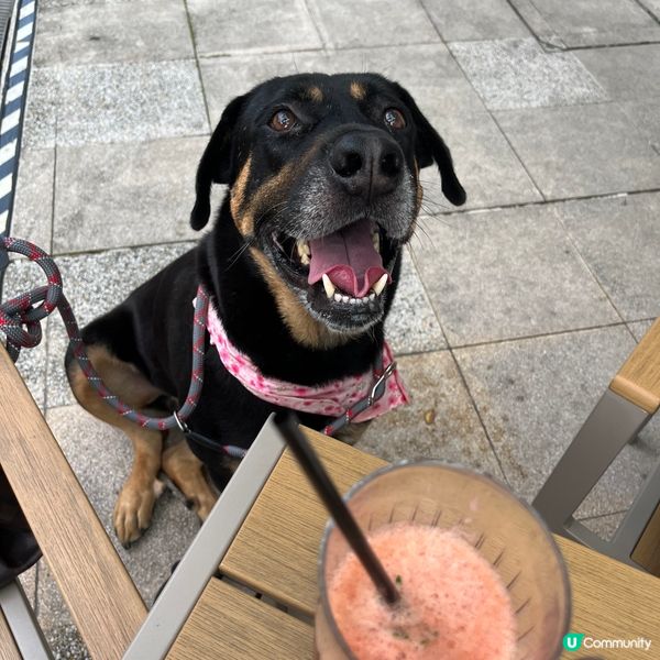 科學園寵物友善餐廳