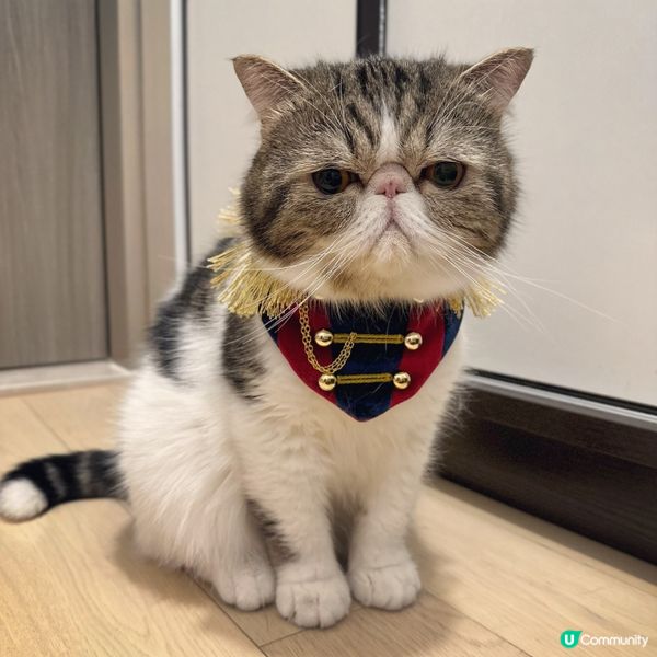 點解我王子Mo等咁耐都未等到公主出現嘅？👑Prince Mo...