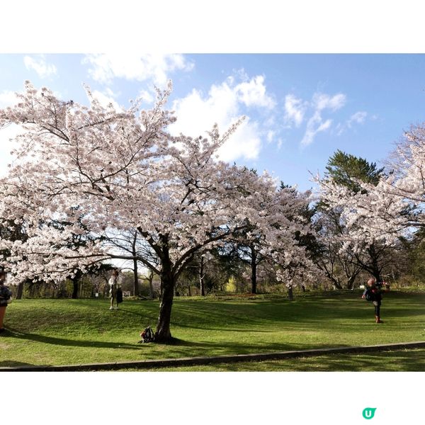 櫻花季日本自由行🌸北海道札幌賞櫻行程