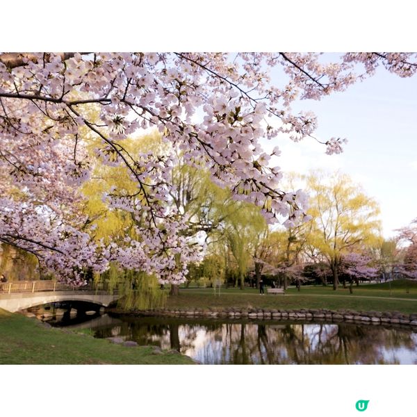 櫻花季日本自由行🌸北海道札幌賞櫻行程