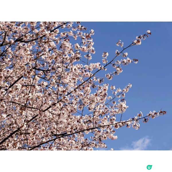 櫻花季日本自由行🌸北海道札幌賞櫻行程