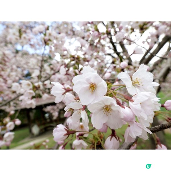 櫻花季日本自由行🌸北海道札幌賞櫻行程