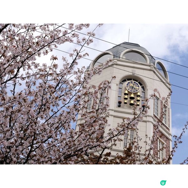 櫻花季日本自由行🌸北海道札幌賞櫻行程