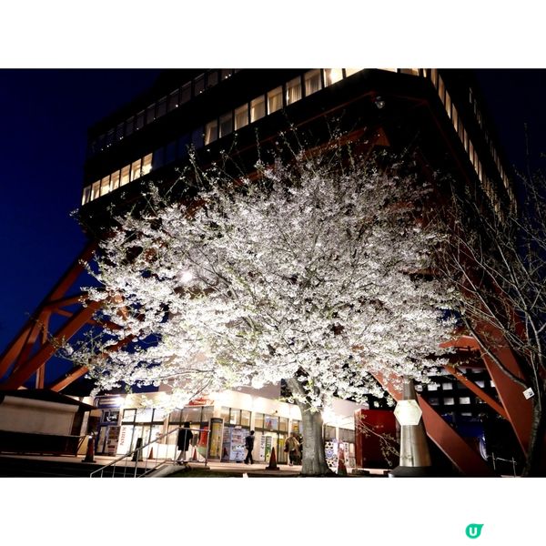 櫻花季日本自由行🌸北海道札幌賞櫻行程