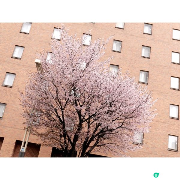 櫻花季日本自由行🌸北海道札幌賞櫻行程