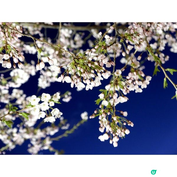 櫻花季日本自由行🌸北海道札幌賞櫻行程