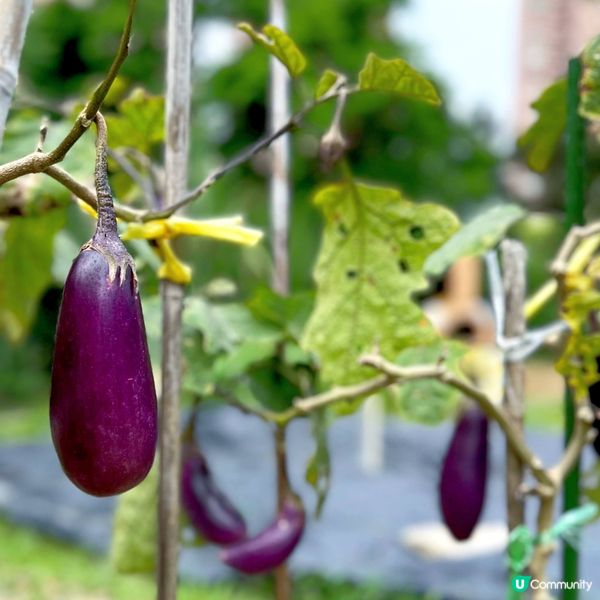 玩樂滿Fun@香港黃金海岸酒店