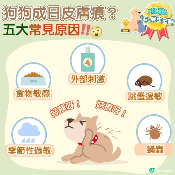 【毛孩冷知識】點解狗狗成日皮膚痕癢🧐？