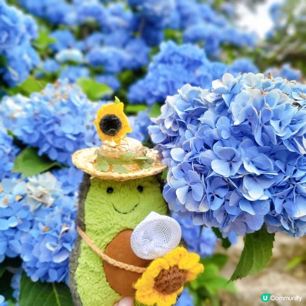 繡球花滿開@沖繩🇯🇵