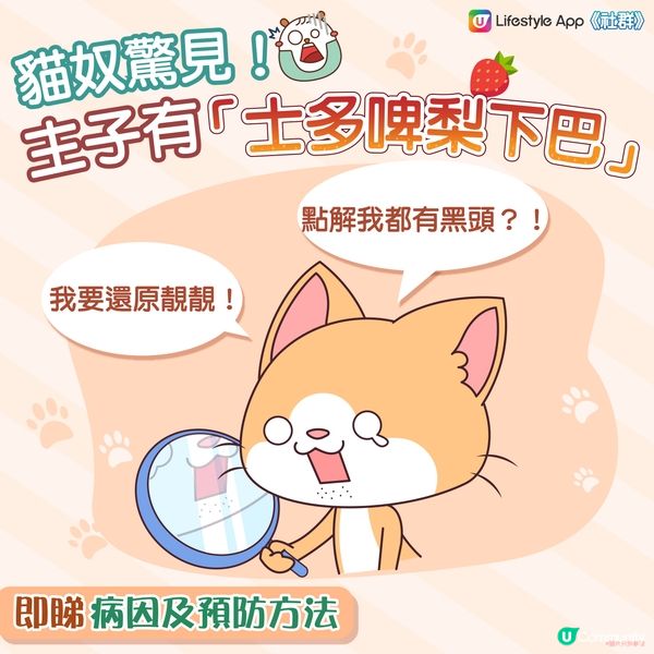 【還原靚靚法】一步擊退貓貓頑固黑頭👊