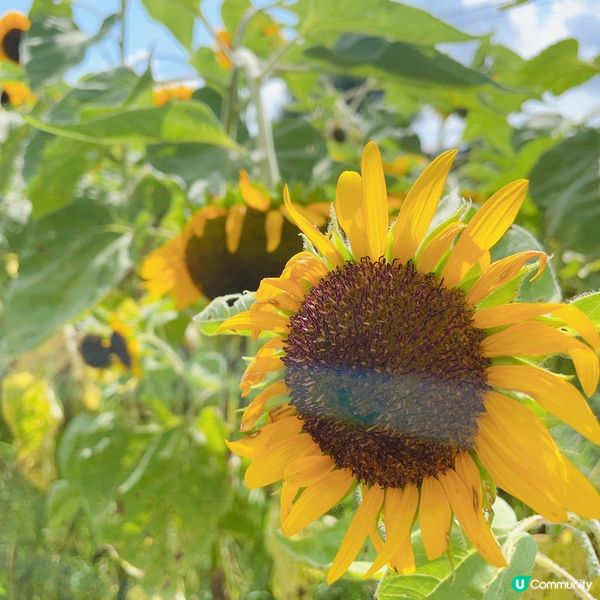 快快快！又到太陽芯盛開大日子！