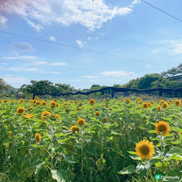 快快快！又到太陽芯盛開大日子！