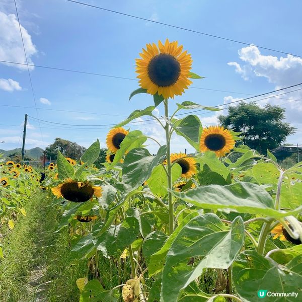 快快快！又到太陽芯盛開大日子！