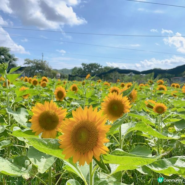 快快快！又到太陽芯盛開大日子！