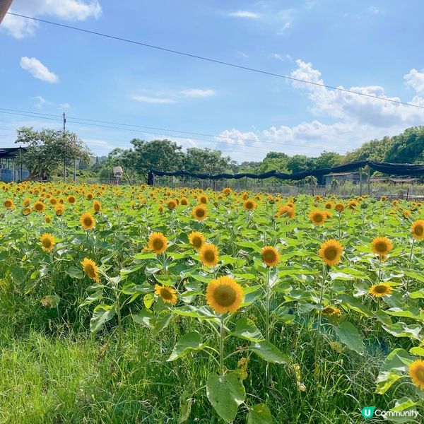 快快快！又到太陽芯盛開大日子！