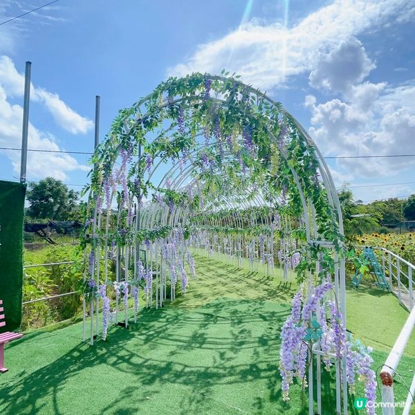 快快快！又到太陽芯盛開大日子！