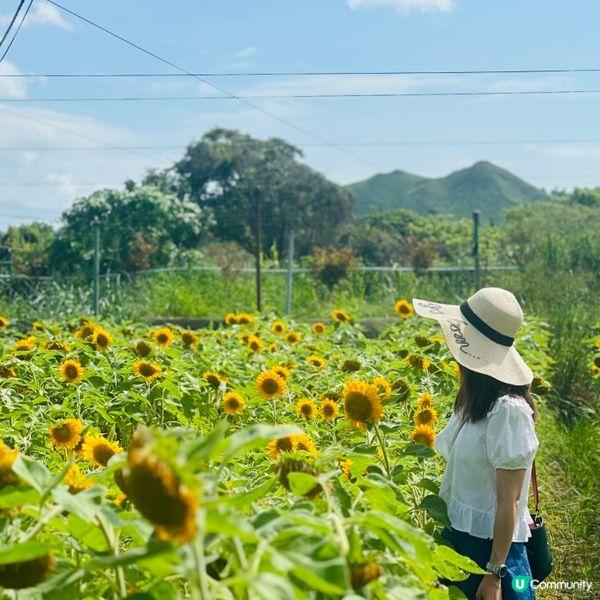 快快快！又到太陽芯盛開大日子！