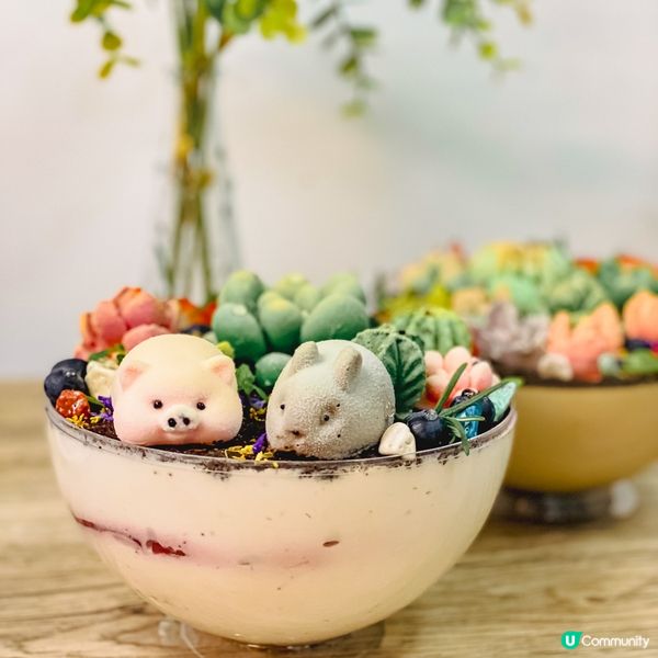 雙重口感！Tiramisu＋巴斯克蛋糕｜可愛盆栽蛋糕｜足料盒子蛋糕
