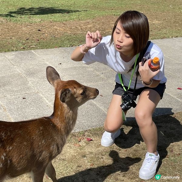 古都魅力與自然美的交融