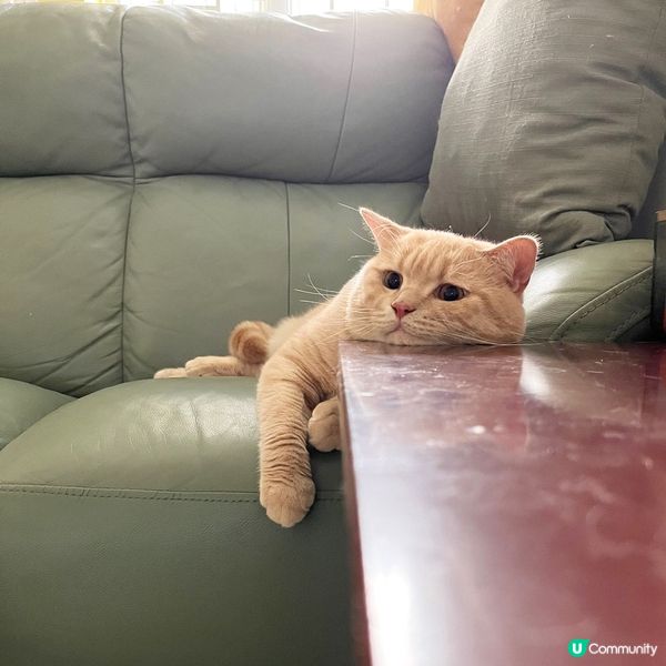 奴婢成日躝街唔同我玩😿