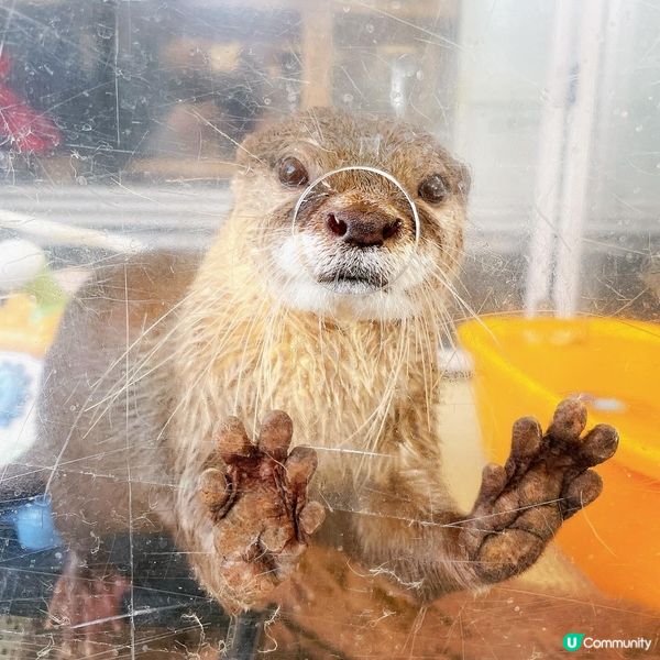 原宿超人氣萌爆水獺𝒸𝒶𝒻𝑒