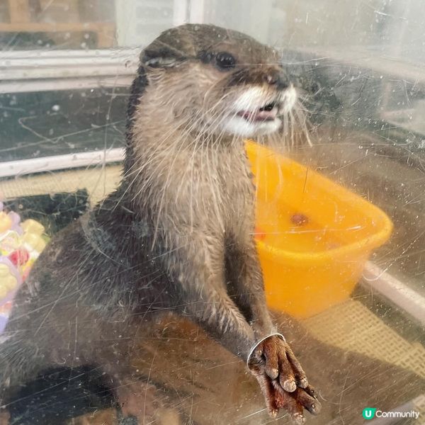 原宿超人氣萌爆水獺𝒸𝒶𝒻𝑒