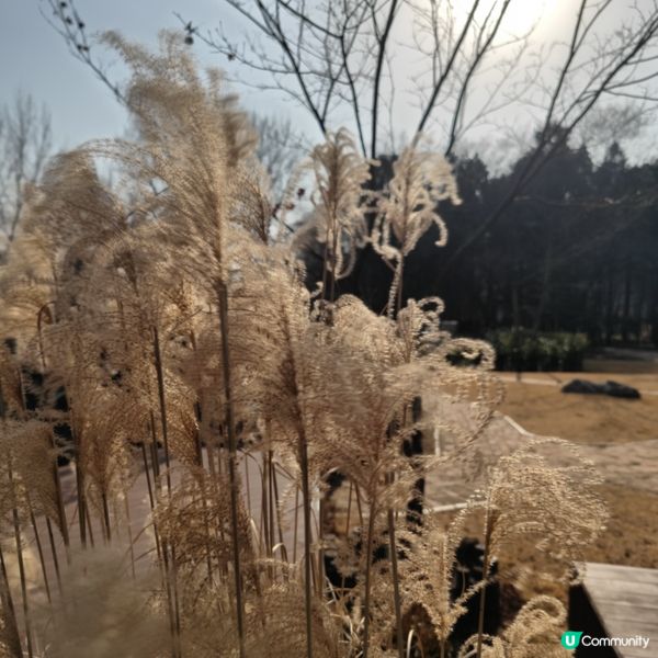 童年回憶之韓劇_南怡島