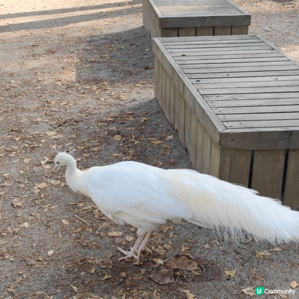 童年回憶之韓劇_南怡島