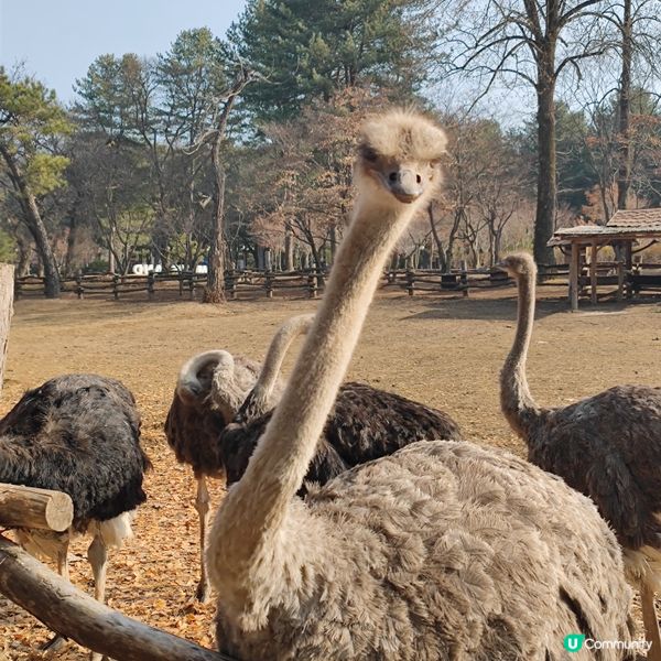 童年回憶之韓劇_南怡島