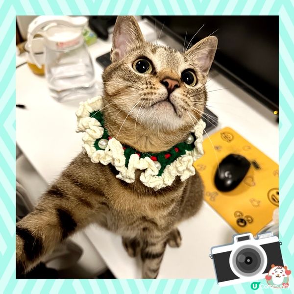 🎄聖誕喵🎄