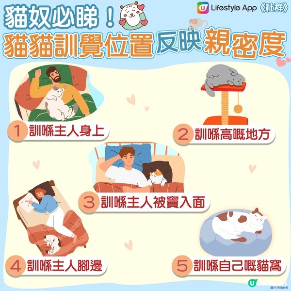 【貓貓冷知識】訓覺位置反映同主人嘅親密度🤔？
