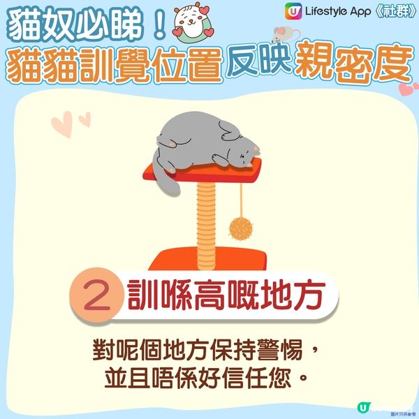 【貓貓冷知識】訓覺位置反映同主人嘅親密度🤔？