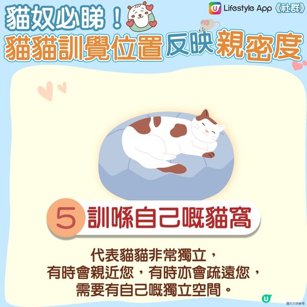 【貓貓冷知識】訓覺位置反映同主人嘅親密度🤔？