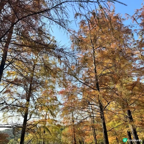 ✨每年的十二月底到一月都是賞紅葉的季節。今次衝出香港嚟到深圳...