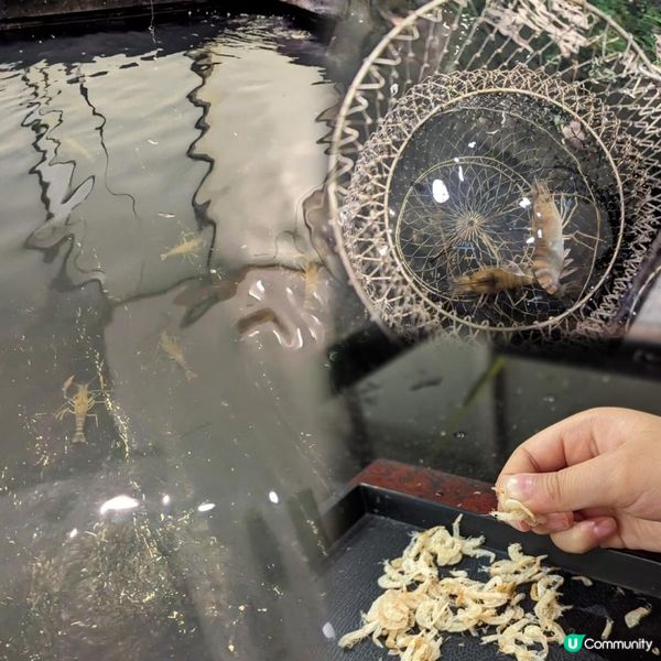 沙田都有釣蝦玩喇🦐